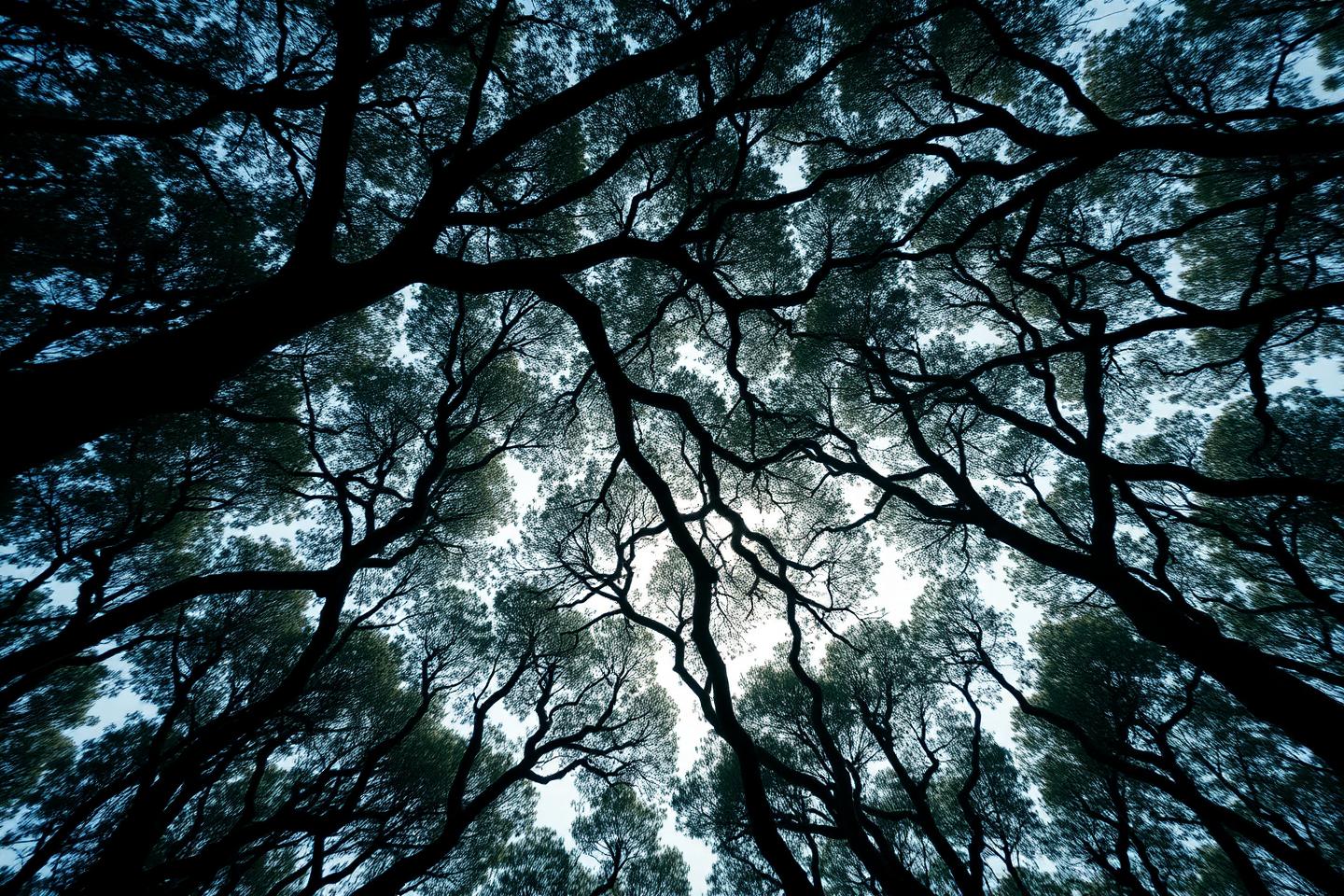 Looking up through a canopy of eucalyptus branches