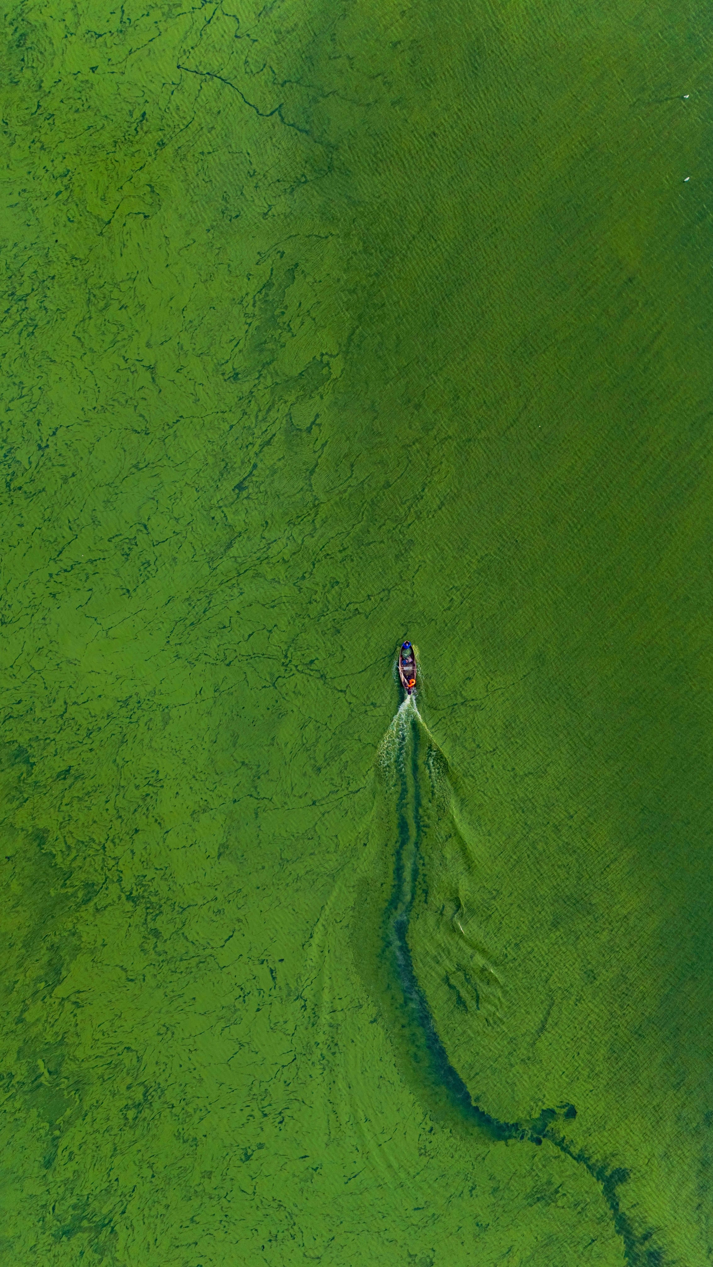 Aerial view of a small boat cutting a path through green algal water